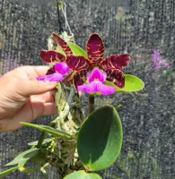 Cattleya Aclandiae  [( Tipo ' AWZ' x ' Itaparica') x  ' xxxx Caliman']  - Foto 4