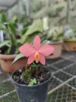 Sophronits bicolor  x Self  - Foto 2