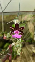 Cattleya Aclandiae  [( Tipo ' AWZ' x ' Itaparica') x  ' xxxx Caliman']  - Foto 2