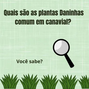 Post de identificação de Plantas daninhas na cana de açúcar 