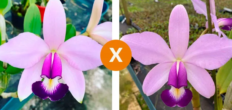 Cattleya Violacea Coerulea x sibling( lote confirma a variedade)