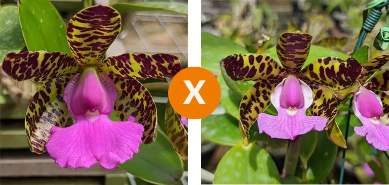Cattleya Aclandiae  (
