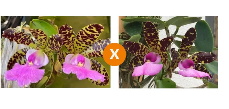 Cattleya Aclandiae (Tipo 