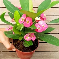 Euphorbia milii rosa (planta compacta flores grandes - vaso11)