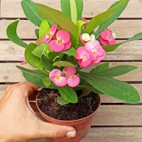 Euphorbia milii rosa (planta compacta flores grandes - vaso11) - Foto 2