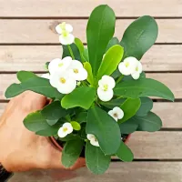 Euphorbia milii branca (planta compacta flores grandes - vaso11)