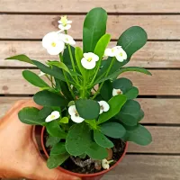Euphorbia milii branca (planta compacta flores grandes - vaso11) - Foto 2