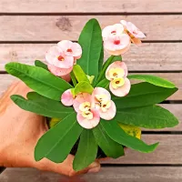 Euphorbia milii mesclada (planta compacta flores grandes - vaso11) - Foto 2