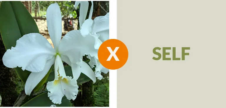 Cattleya Warneri  albscens ' Natural' x self  Imagem