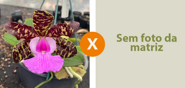 Cattleya Aclandiae [('Itaparica'  x' Caliman') x '4x' ] x 'USA' Imagem