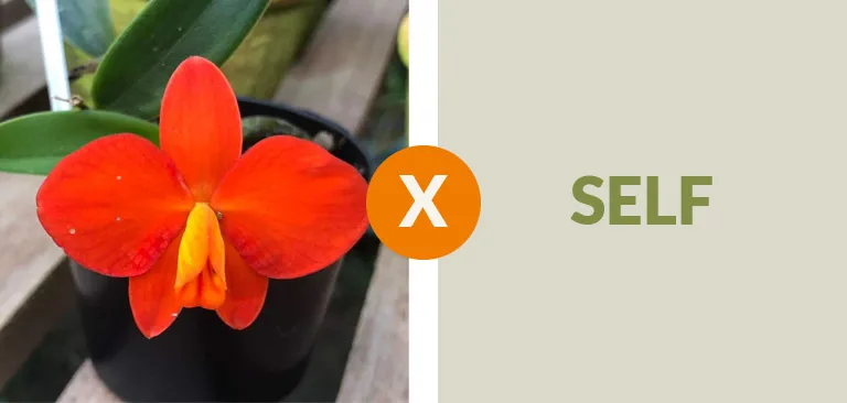 Sophronits bicolor  x Self  Imagem