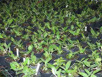 C. Aclandiae [('aninha' x' Signeu') x 'Top team'] - Foto 2