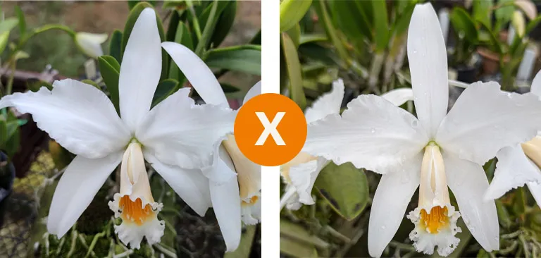 Laelia jongheana alba x Sibling 