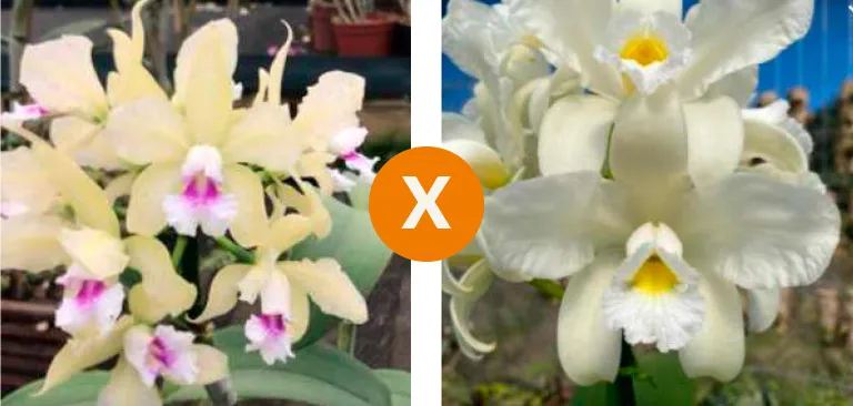Cattleya Amethystoglossa [Albscens 