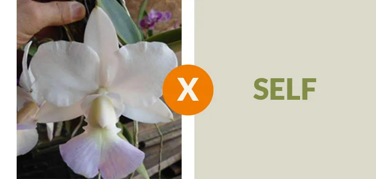 Cattleya Walkeriana (Albscens 'canoa' x self)  Imagem