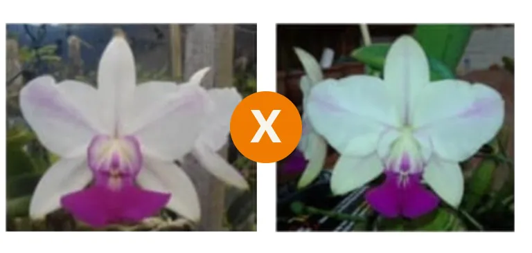 Cattleya Walkeriana (s/a 