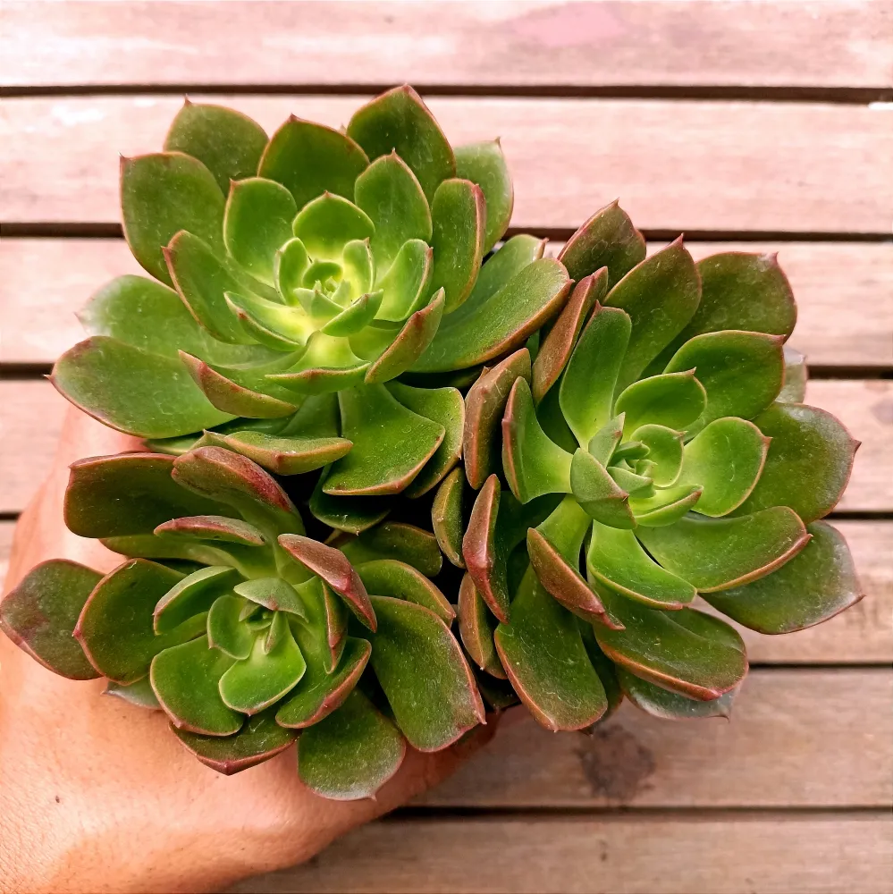Echeveria 