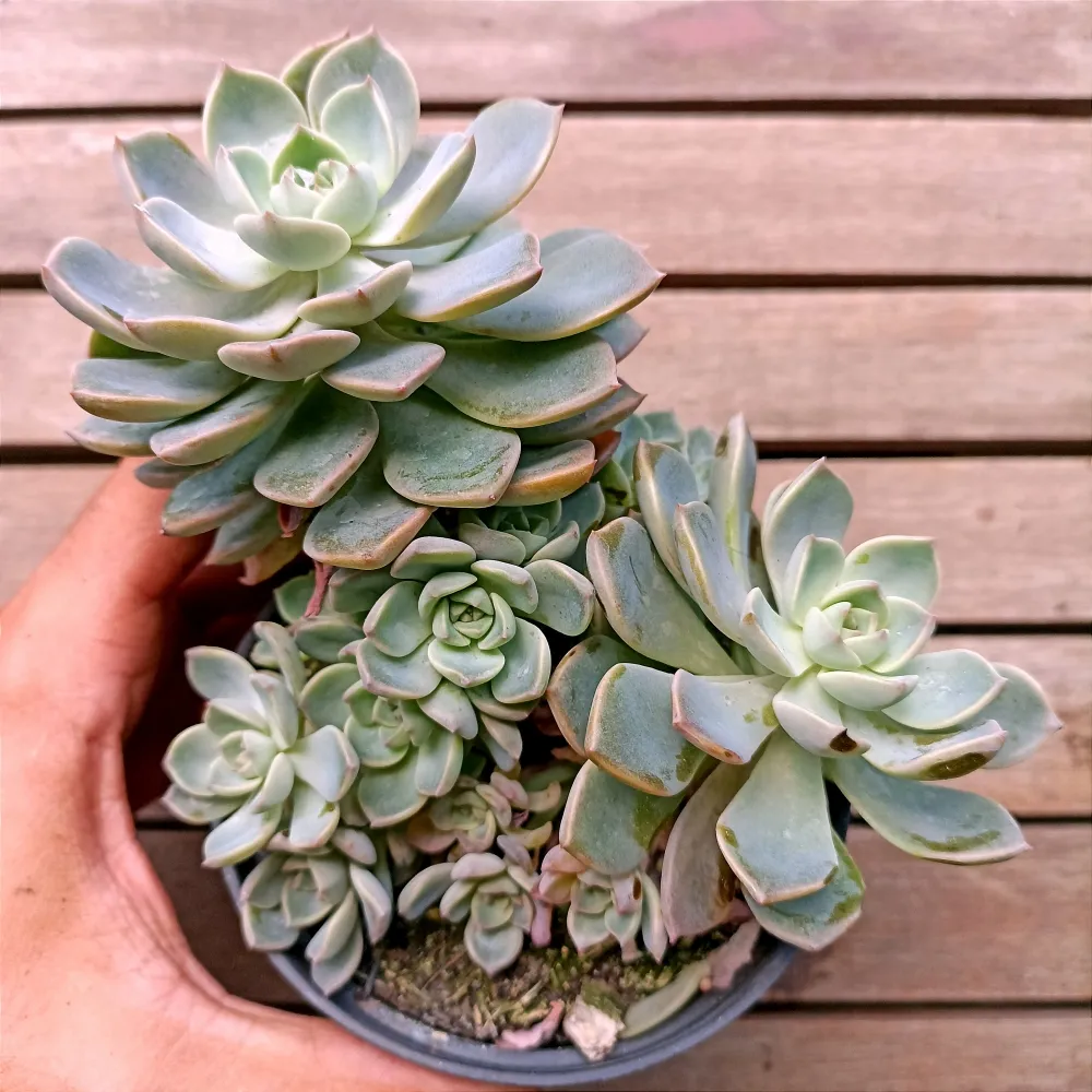Graptoveria 