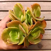 Echeveria Gibbiflora híbrida rajada (colônia única - vaso11)