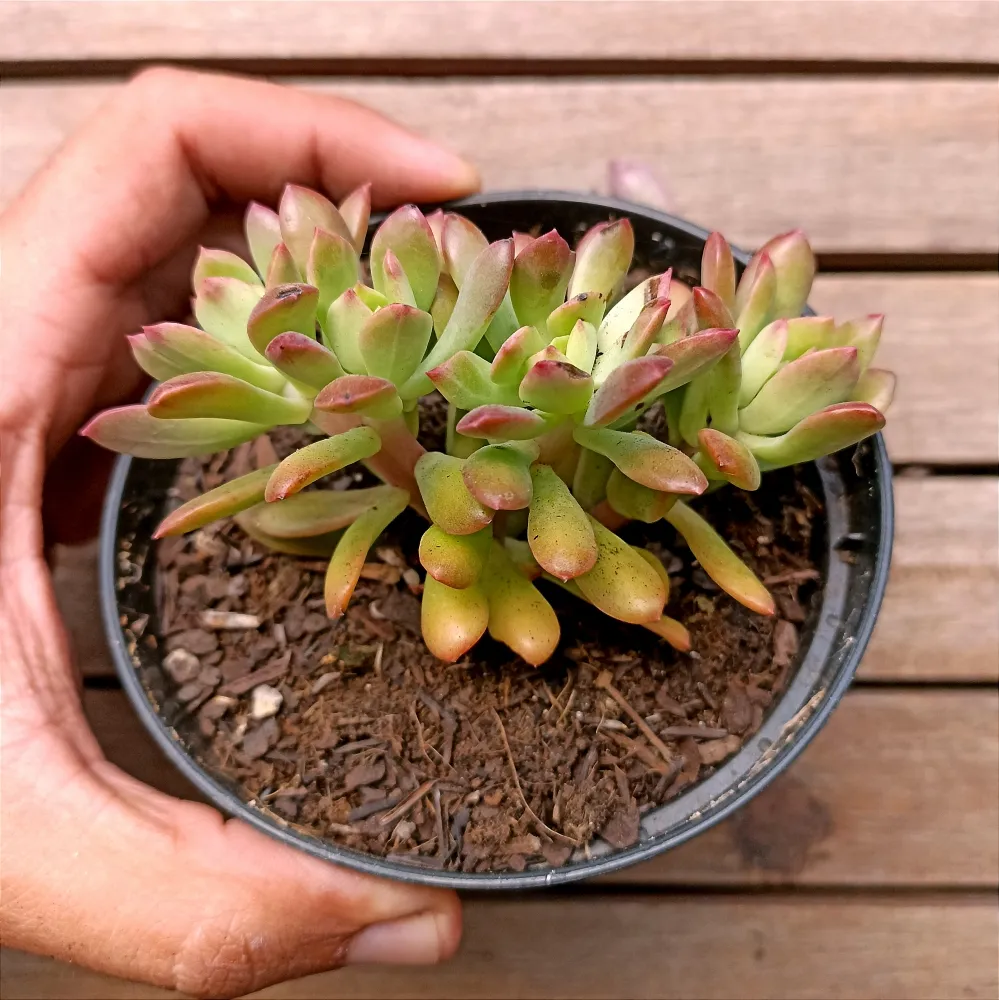 Echeveria 
