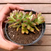Echeveria 'Mini Belle' cristata (vaso11)