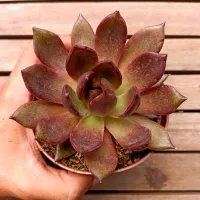 Echeveria agavoides 'Blood Mary' (vaso11)