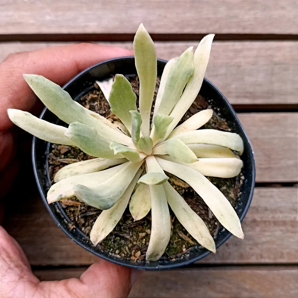 Echeveria 