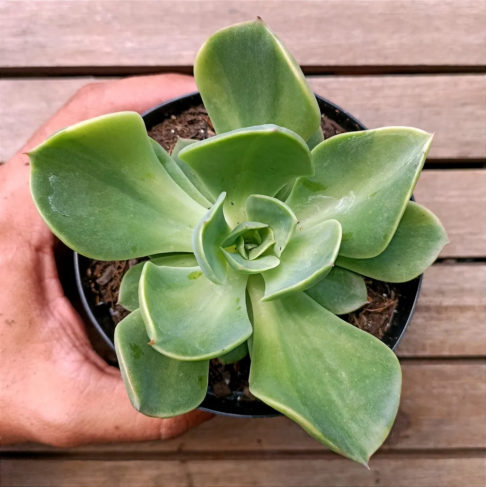Echeveria Gibbiflora híbrida variegata (única - vaso11)