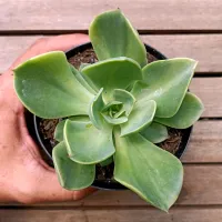 Echeveria Gibbiflora híbrida variegata (única - vaso11)