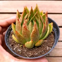 Echeveria agavoides 'pontas finas' (3 rosetas - vaso11)