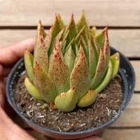 Echeveria agavoides 'pontas finas' (3 rosetas - vaso11) - Foto 2