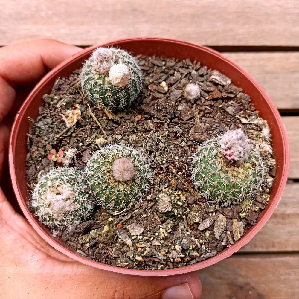 Frailea pumila var. aquatica (3 mudas - vaso11)