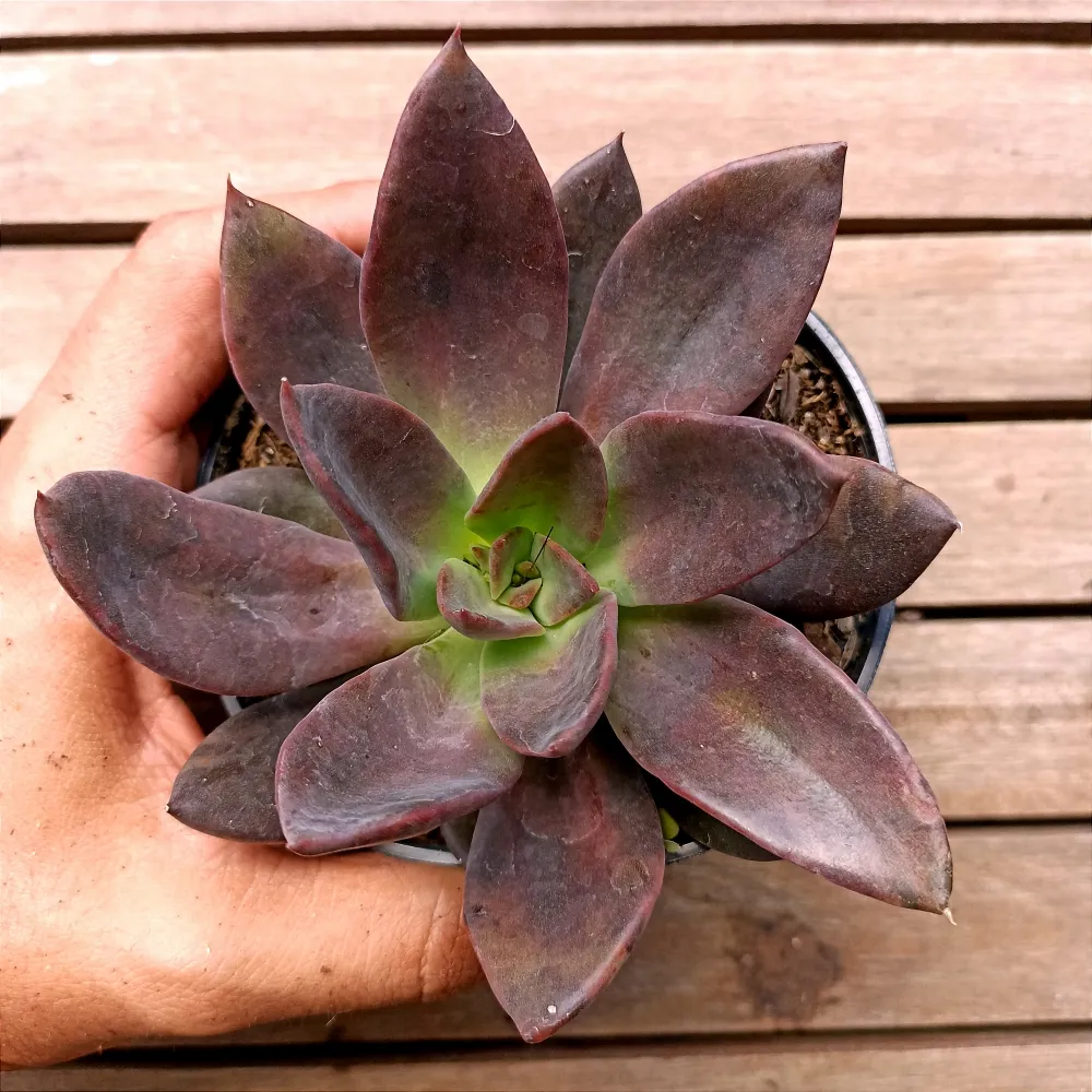 Echeveria 