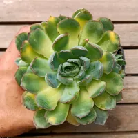 Echeveria agavoides 'Gilva' variegata (vaso11)