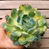 Echeveria agavoides 'Gilva' variegata (vaso11) - Foto 2