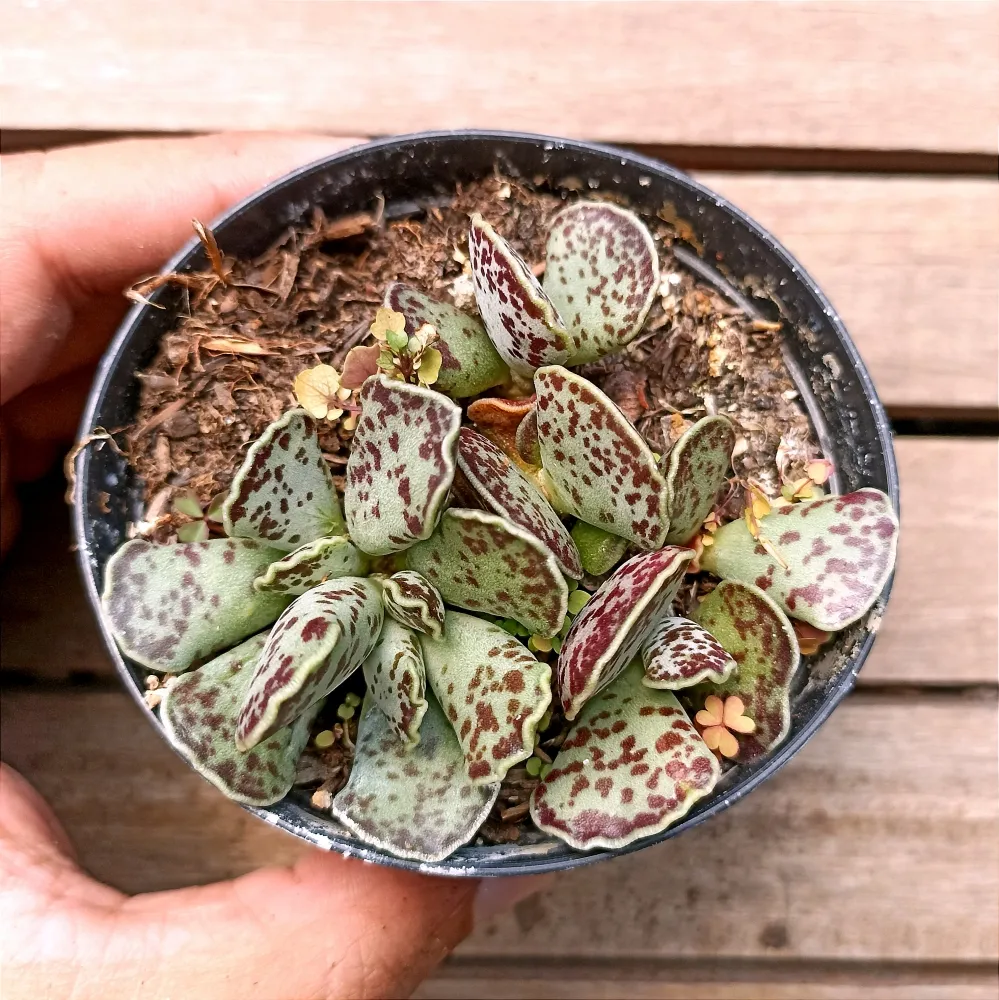 Adromischus cooperi (vaso9)