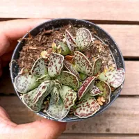 Adromischus cooperi (vaso9)