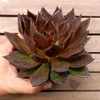 Echeveria 'Black Prince' (2 rosetas - vaso11)