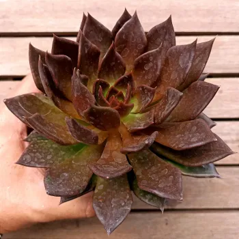 Echeveria 'Black Prince' (vaso11) - Foto 2
