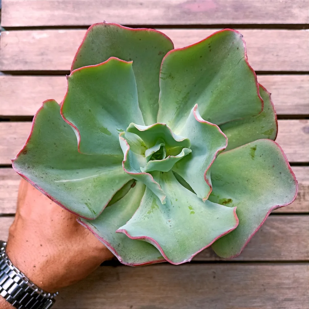 Echeveria gibbiflora 