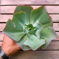 Echeveria gibbiflora 'Gigantea' HB (única - vaso11)