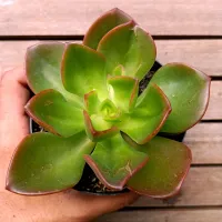 Echeveria setosa v. Oteroi (vaso11) - Foto 2