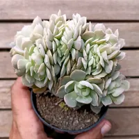 Echeveria 'Angel' cristata (única - vaso9)