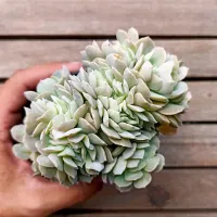 Echeveria 'Angel' cristata (única - vaso9) - Foto 2