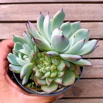 Echeveria 