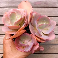 Echeveria Aquarius X Mauna (colônia - vaso11)