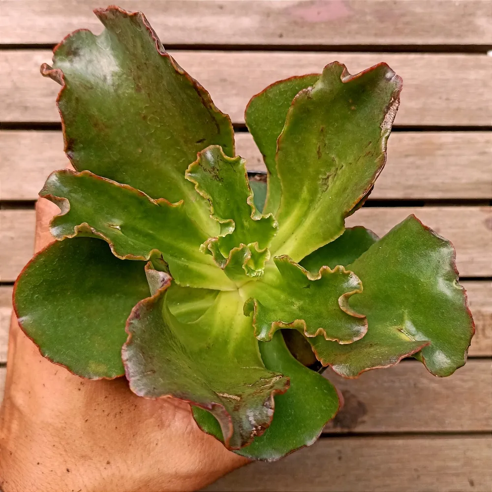 Echeveria 