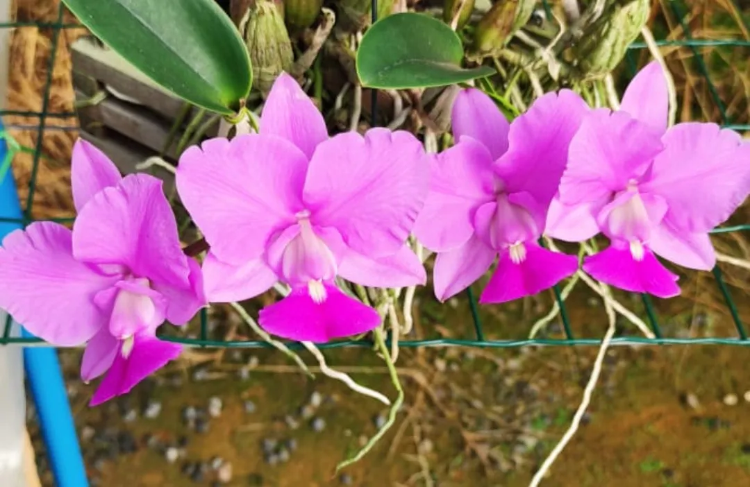 Cattleya Walkeriana tipo [( Coer. 'Taninha' x 'A15') x  'A15 Caliman' ] Imagem