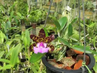 Cattleya Aclandiae  [( Tipo ' AWZ' x ' Itaparica') x  ' xxxx Caliman']  - Foto 3