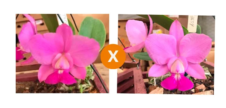 Cattleya Walkeriana  (s/a 'Tokyo' x  alba)  (N1 x N2 ) x sibling  Imagem